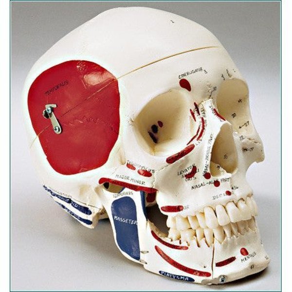 Denoyer-Geppert Anatomical Model, Prem Skull w/Painted & Labeled Muscles SK80PL